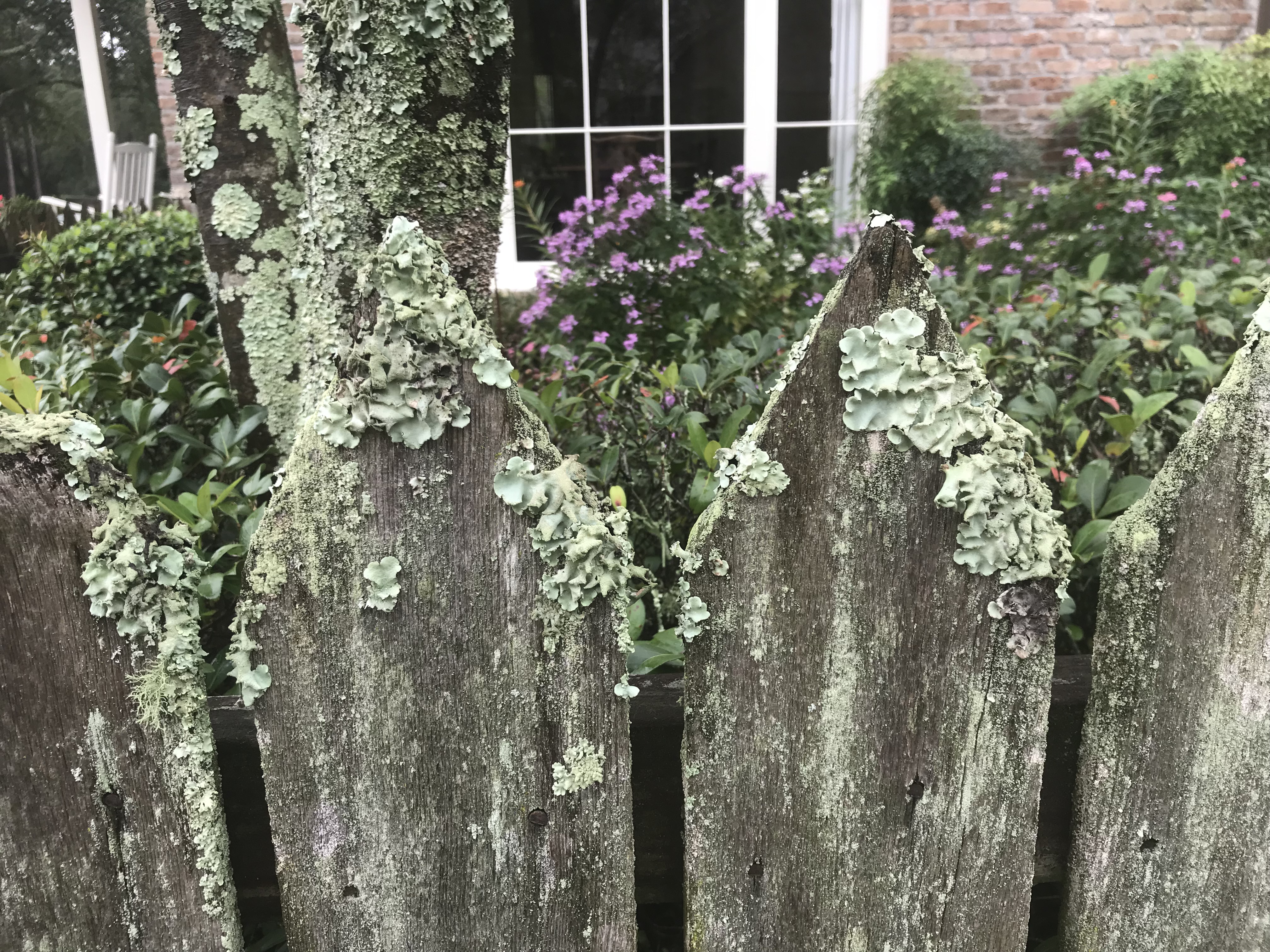 Figure 2 lichens growing on a wooden fence postJPG